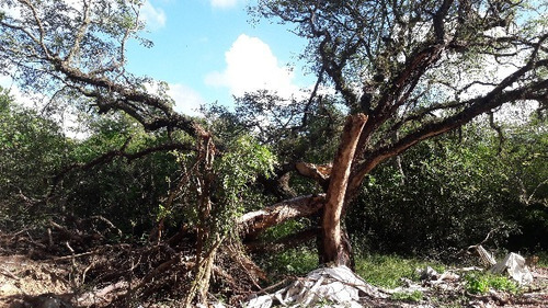Imagem 8 de 8 de Terreno - Lageado - Ref: 402770 - V-mi17344