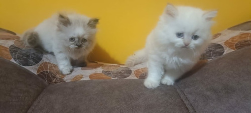 Imagen 4 de 10 de Hermosos Gatitos Persa