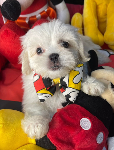 Lindissimo Filhote Shihtzu Branco