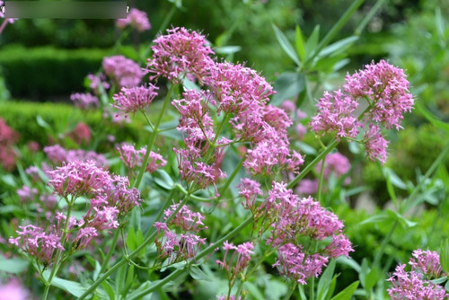 Valeriana 100 Gr, Erva Seca Para Chá