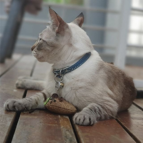 Imagen 2 de 2 de Juguete Gato Gatitos Cañita Peluche Luna Interactiva Cancat