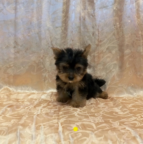 Cachorro Yorkshire Terrier 