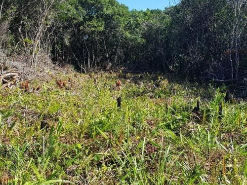 (ref: 4061) Terreno - Itanhaém/sp - Maramba 1