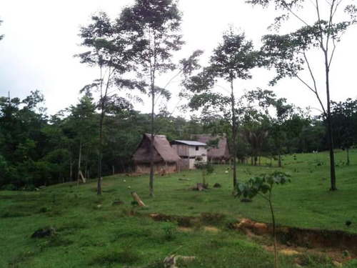 Terreno Agrícola De 50 Ha, Curimaná, Padre Abad, Ucayali 