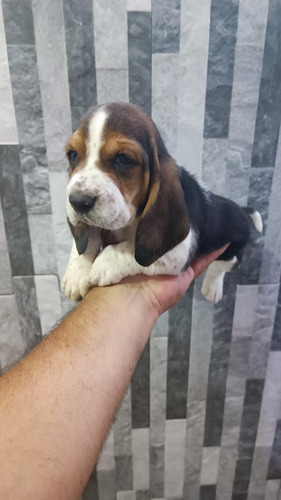 Cachorros Basset Hound Bogotá Animal Pets Colombia 