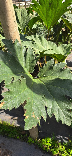 Planta Nalca O Pangue (gunnera Tinctoria) 1 M Gratis A R. M