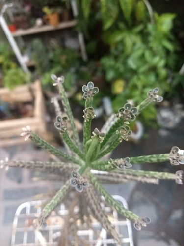 Kalanchoe Tubiflora