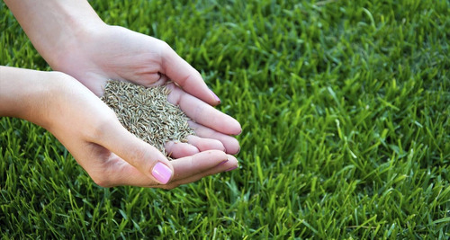 28 Kg Semillas De Grama Macana Para Jardín + Fertilizante 