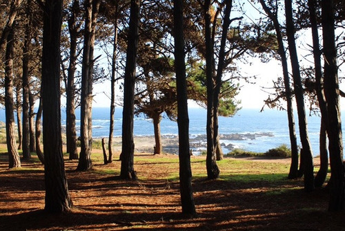 Cabañas Bosques Del Canelo . A Solo 100 Metros De Playa .