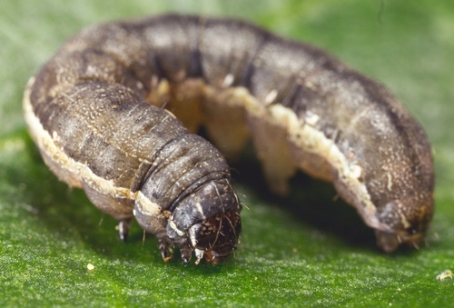 Insecticida Palgus Spinetoram 1 Litro Corteva