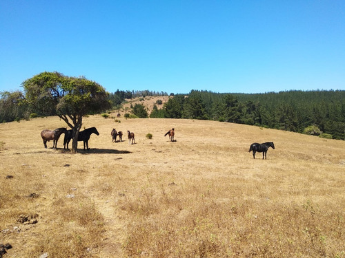 Imagen 6 de 9 de Campo Con Parcelas Con Arboles Nativos Y Pinos