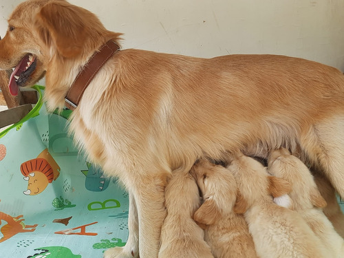 Cachorros Golden Retriever (9/5/1/4/3/2/3/6/9)