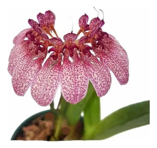 Orquídea Bulbophyllum Eberhardtii Planta Rara Adulta Natural