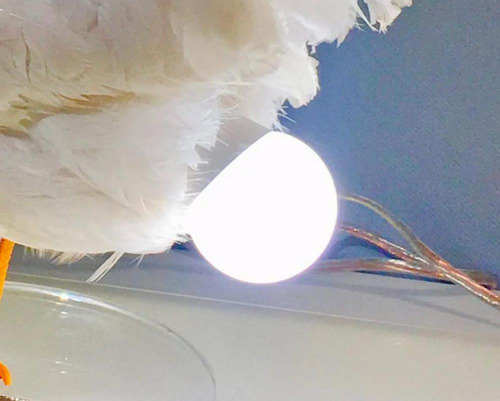Lámpara De Pascua Para Poner Huevos De Gallina, Lámpara Deco