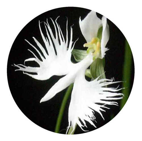 Semillas De Orquidea Blanca X30 Semillas