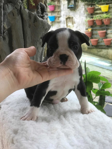 Boston Terrier Femeas Lindos Kadosh Dogs Kennel