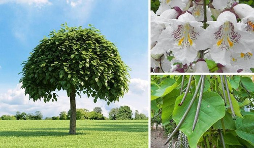 Arboles Catalpa Desde 20 A 40 Cm