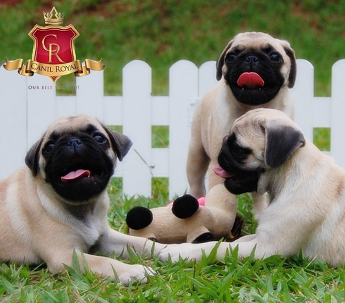 Filhotes De Pug