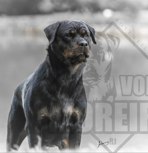 Filhotes De Rottweiler !! Alto Padrão Genético