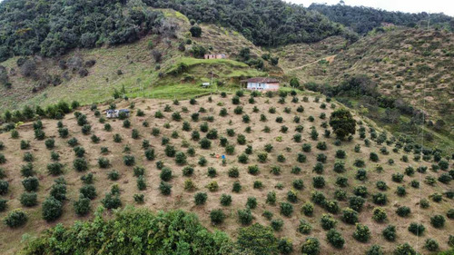 Finca Aguacatera De 20 Hectáreas Productiva Entre Guatape Y Granada