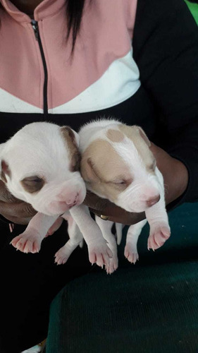 Imagem 2 de 5 de Vendo Filhotes De Pit Bull Monster