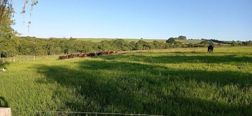 Imagem 14 de 29 de Fazenda 155 Alqueires, Terra Fértil, Rica Em Água Com Rio, 120 Alqueires Para Lavoura, 20 Alqueires Em Eucalipto, Casa Sede, Casa Caseiro, Curral - Fa00262 - 70837159