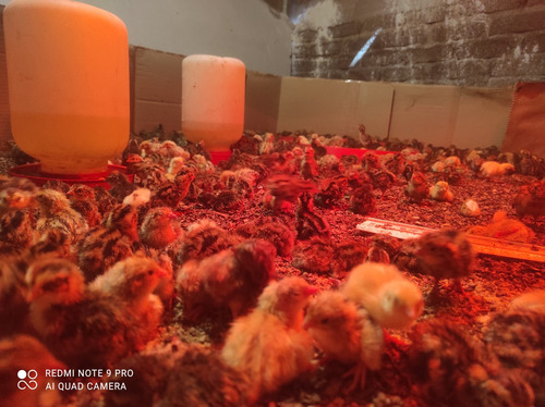 Huevo De Codorniz Fértil Varias Razas 150 Pzas Granja Grecia