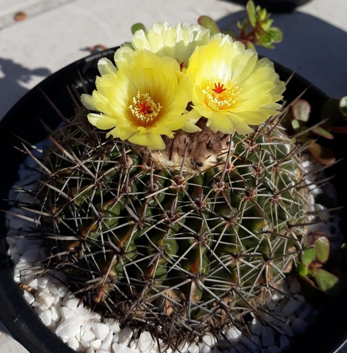 Cactus Tunas, Equinocactus En Flor, Parodia Scopa