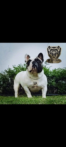 Cachorros Bull Dog Frances Café