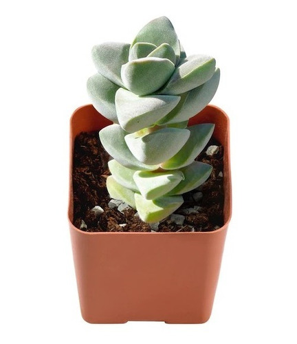 Suculenta (crassula Moonglow)