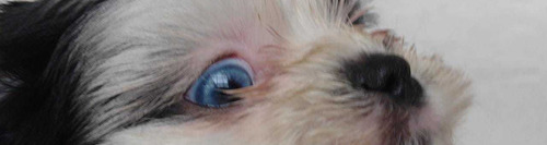 Imagen 5 de 7 de Schitzu Cachorros
