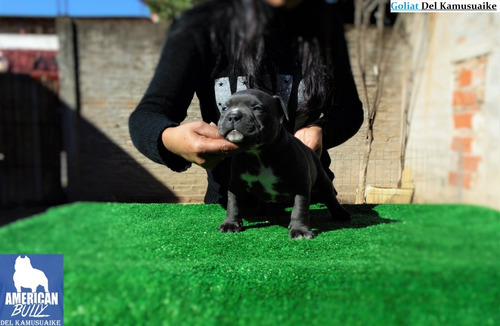 American Bully
