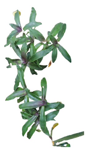 Callisia Fragrans 2x1