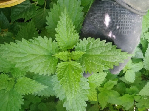 Fertilizante, Insecticida Organizo Puri - L a $5333