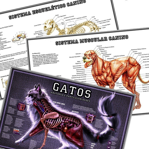 03 Mapas 65x100cm X Medicina Músculos Ossos Cachorro + Gato
