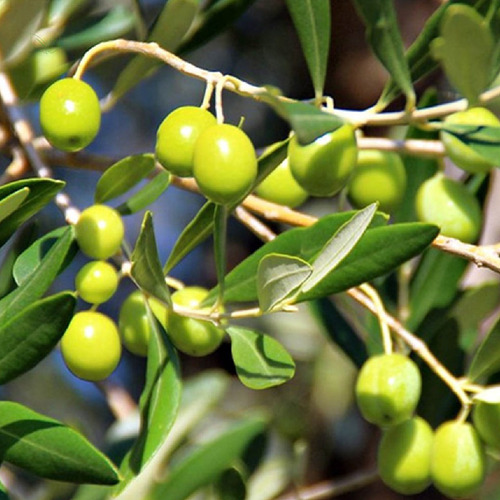 Chá De Oliveira Folhas Puro Sem Misturas Rocha Saude 100g