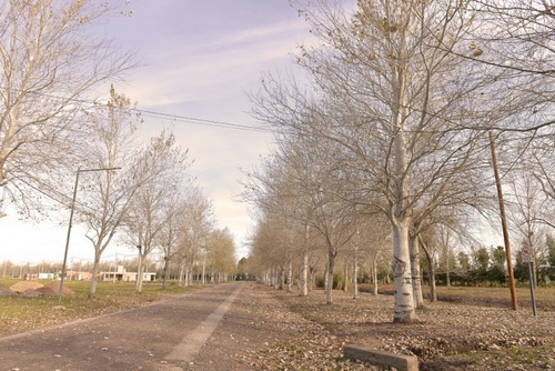 Imagen 13 de 16 de Terreno Pinares Del Sur