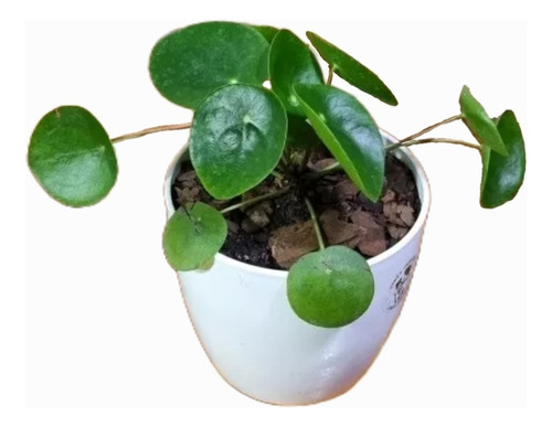 Planta Pilea Peperomioide
