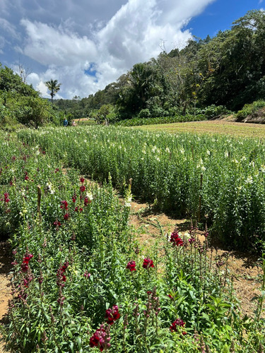 For Sale Finca En Constanza De Oportunidad De 2795 Tareas Documentos En Orden