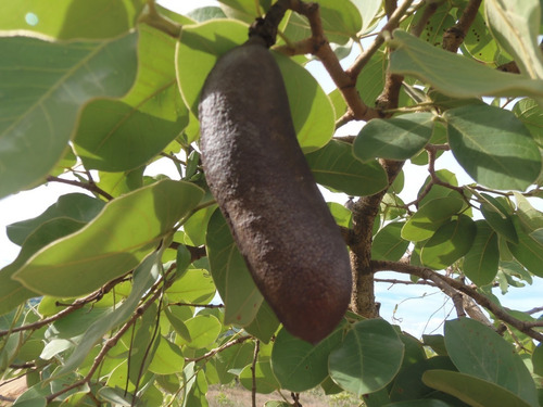 Jatobá 100 Gr, Erva Seca Para Chá