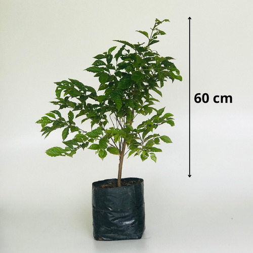 Muda De Gabiroba Lisa - Planta Natíva - Guabiroba - Gabiraba