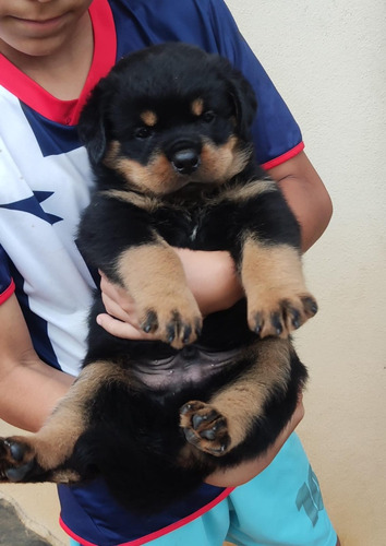 Rottweiler Originales Cariñosos Y Protectores 