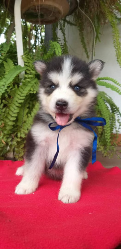 Cachorros Huskys Siberianos 