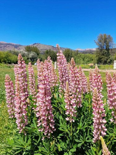 Imagen 10 de 17 de Venta Lote 850 M2 En Callejón De Gins Gins - San Martin De Los Andes