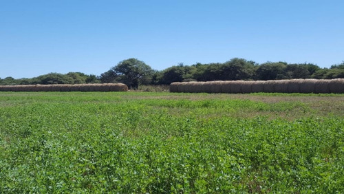 Imagen 9 de 13 de 1860 Hectáreas Agrícolas / Ganaderas. ( Noetinger Cordoba )