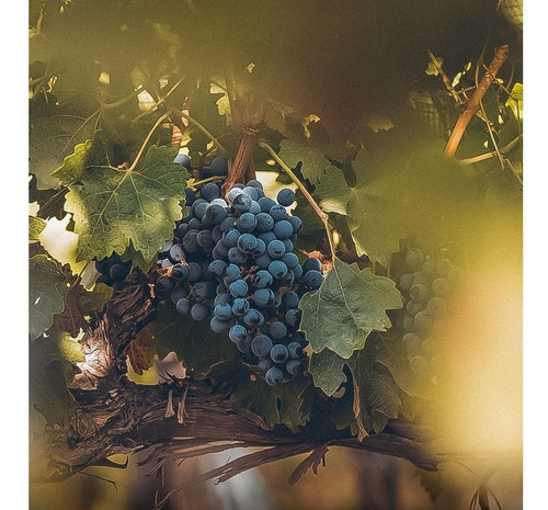 Imagen 4 de 10 de Vino Rutini Cabernet-malbec Caja X 6 X 750ml. Envío Gratis!