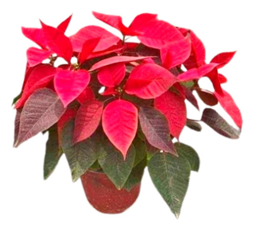 Planta Flor Amarilis Roja