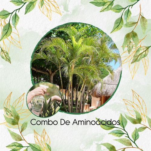 Combo De Aminoácidos Concentrado Para Palma Areca