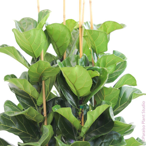Ficus Pandurata Lyrata 110cm Ejemplar Único Oportunidad No Tiene