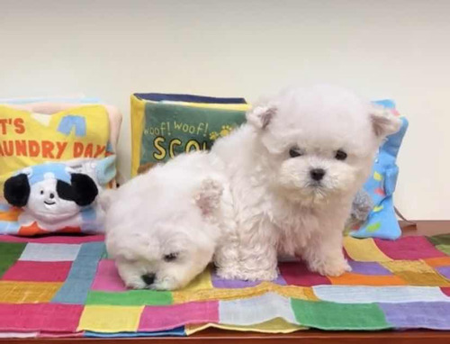 Bichon Maltés Carita De Muñeca